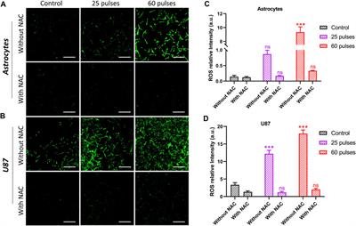 ROS production in response to high-power microwave pulses induces p53 activation and DNA damage in brain cells: Radiosensitivity and biological dosimetry evaluation